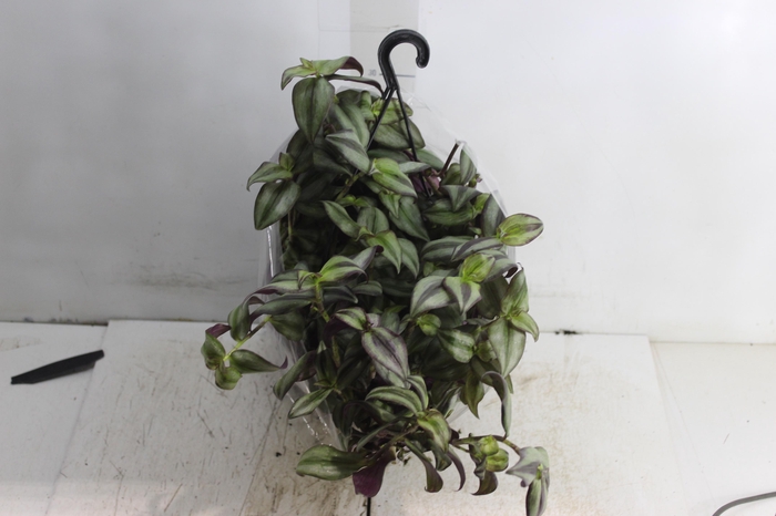 TRADESCANTIA ZEBRINA C21