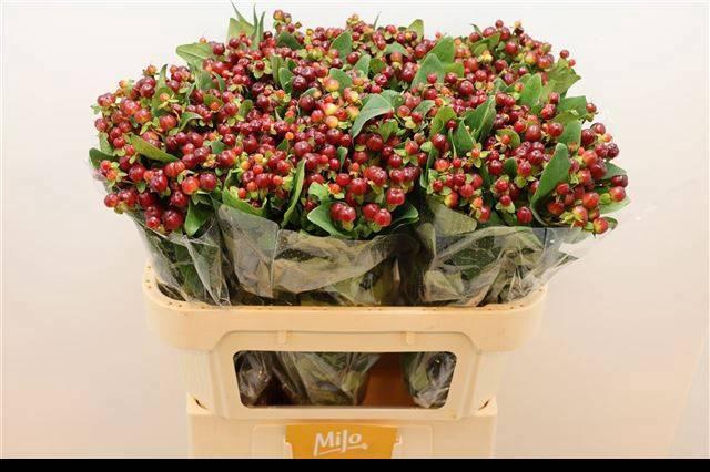 <h4>HYP MAG CHERRY</h4>