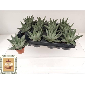 HAWORTHIA SAFARI SAVANNA