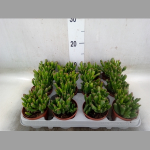 Crassula ovata 'Gollum'