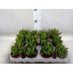 Crassula ovata 'Gollum'