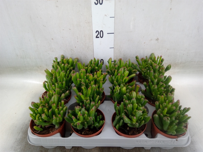 <h4>Crassula ovata 'Gollum'</h4>