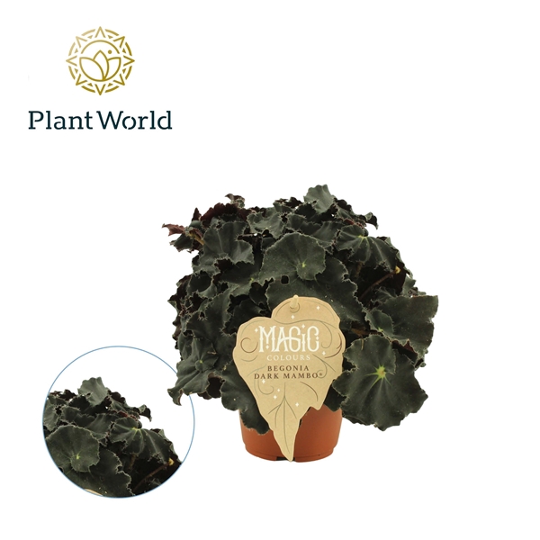 <h4>Begonia rex Dark Mambo</h4>
