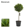 Laurus nobilis Bol op stam