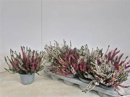 <h4>Callu Nova Gem 2 Kl</h4>