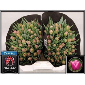 Tu Du Double Princes