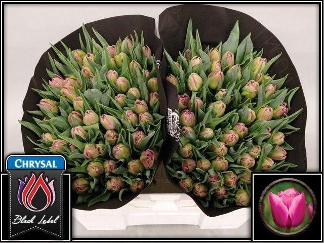 <h4>TU DU DOUBLE PRINCES</h4>