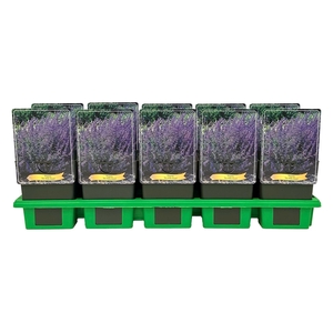 Nepeta Six Hills Giant