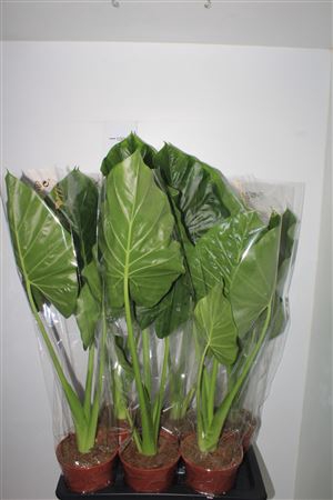 <h4>Aloc Macrorrhizos</h4>