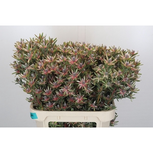 Leucadendron Ayoba Star Pearl
