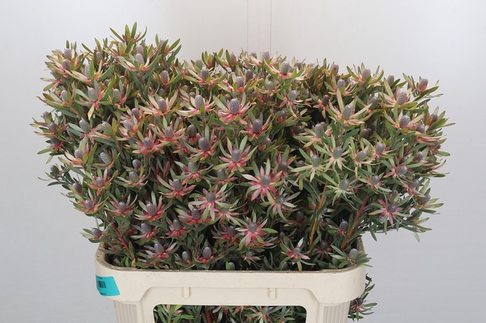 <h4>Leucadendron Ayoba Star Pearl</h4>