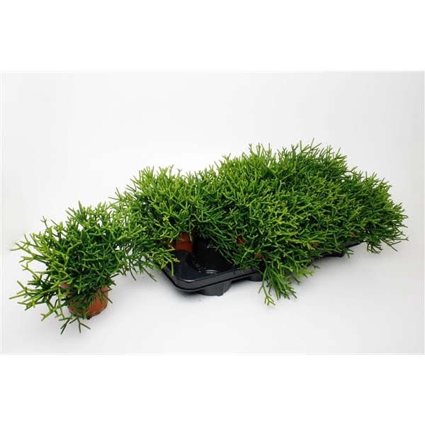 <h4>Rhipsalis Heteroclada</h4>