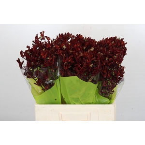 Kangaroo Paw Bush Ruby