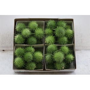 Sier Cucumis Egel X4 Holl