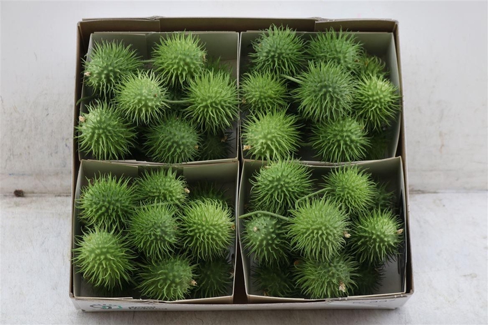 <h4>Sier Cucumis Egel X4 Holl</h4>