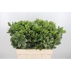 Pittosporum Ilan