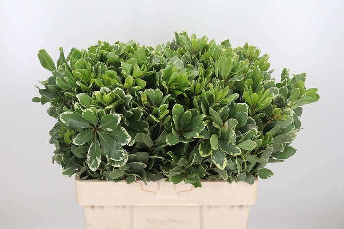 Pittosporum Ilan