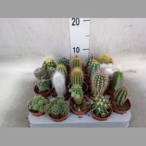 Cactus   ...mix