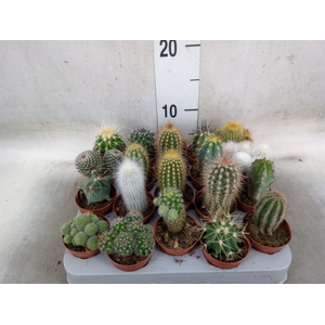 Cactus   ...mix