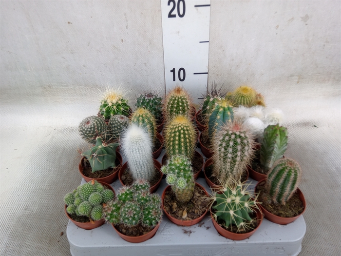<h4>Cactus   ...mix</h4>