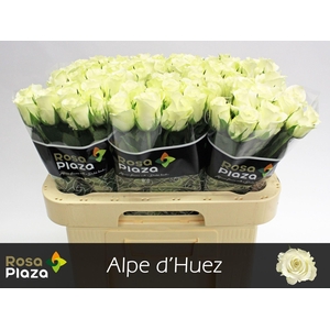 RS GR ALPE DHUEZ ROSA PLAZA