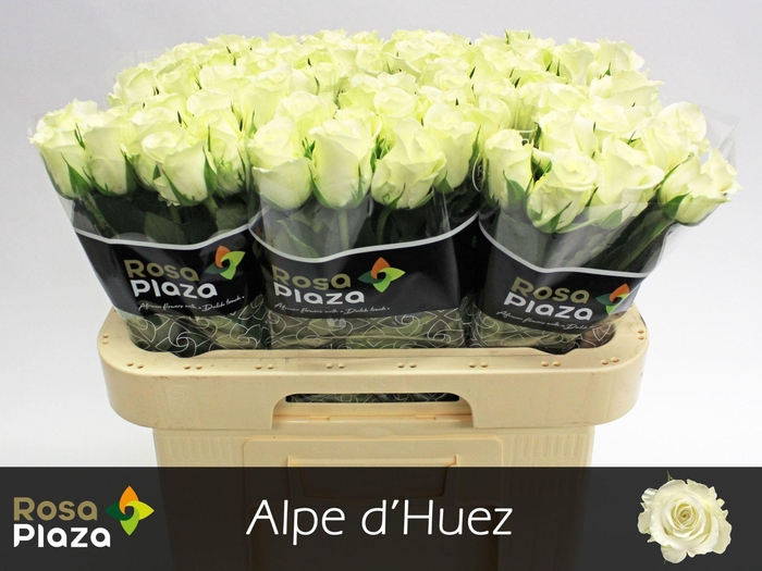 <h4>RS GR ALPE DHUEZ ROSA PLAZA</h4>