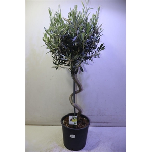 Olea Europaea