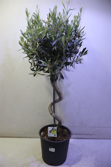 <h4>Olea Europaea</h4>