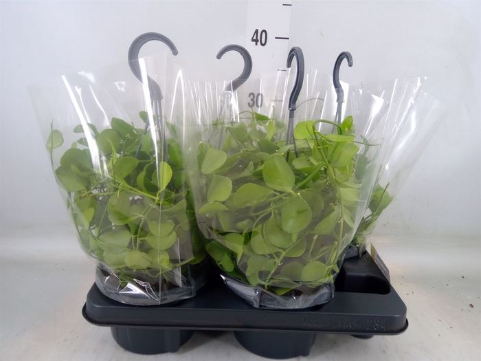 <h4>Dischidia imbricata</h4>