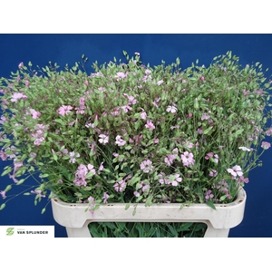 SAPONARIA OV