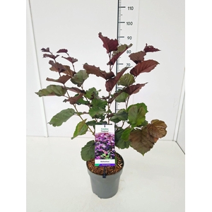 Corylus Purpurea