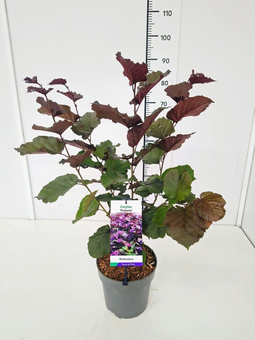 <h4>Corylus Purpurea</h4>