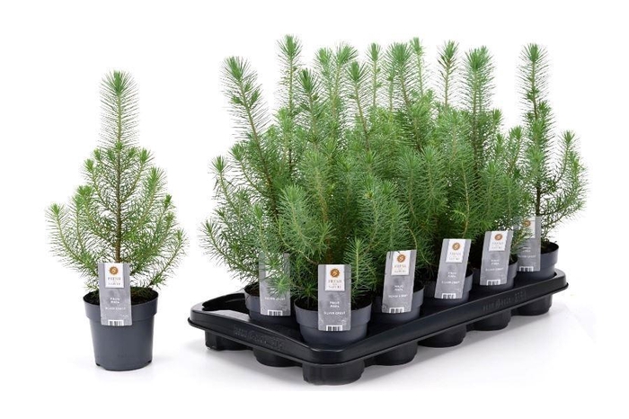 <h4>PINUS SILVER CREST</h4>