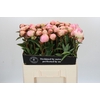 Paeonia Albert Crousse