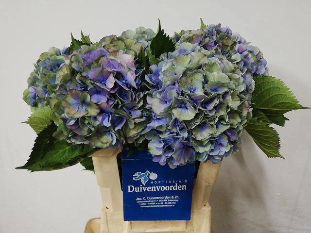 <h4>HYDR M ELBTAL CL</h4>