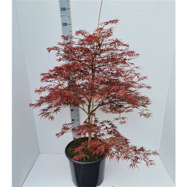 <h4>Acer palmatum 'Ornatum'</h4>
