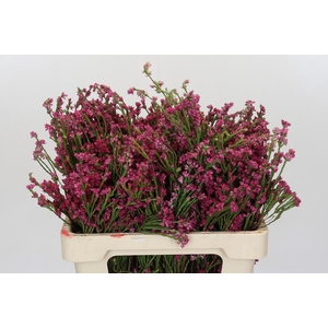 Cape Green Erica Pink