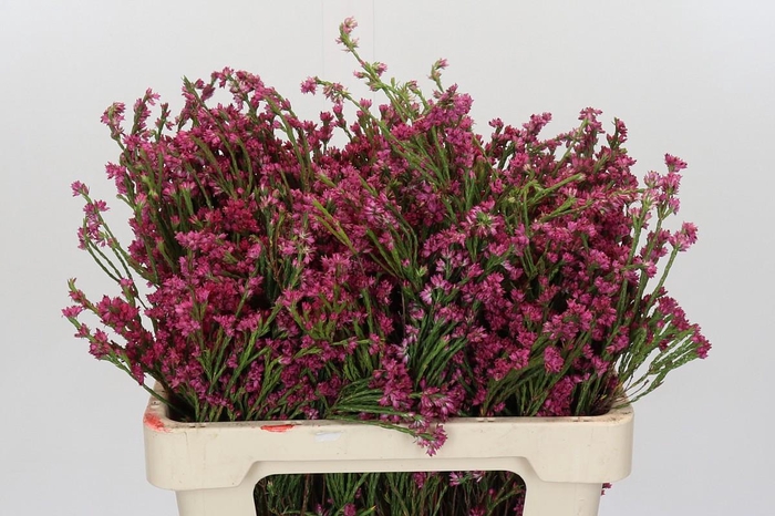 <h4>Cape Green Erica Pink</h4>