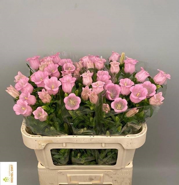<h4>CAMP M PEARL PINK</h4>