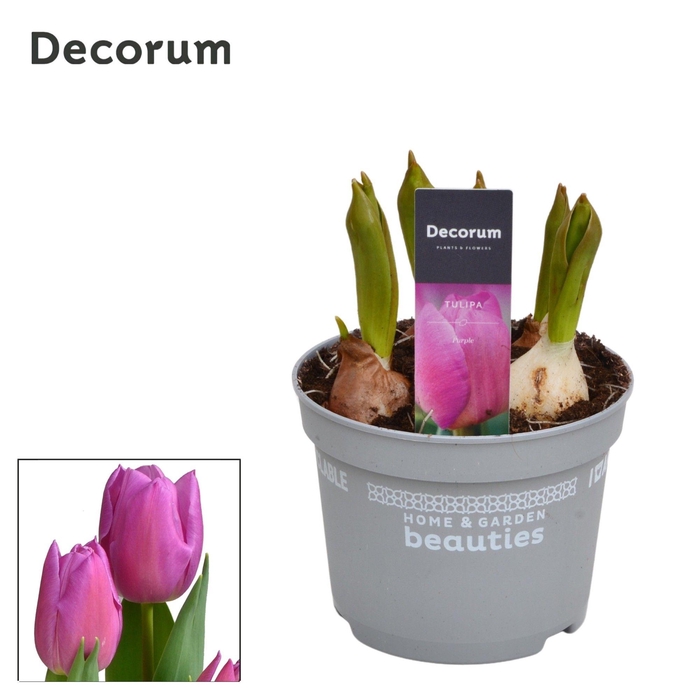 <h4>Tulp Marein</h4>