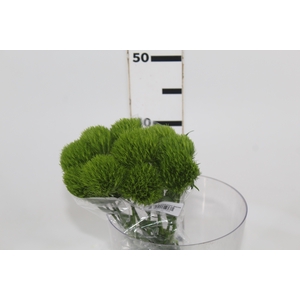 DIANTHUS GREEN BALL 040 CM