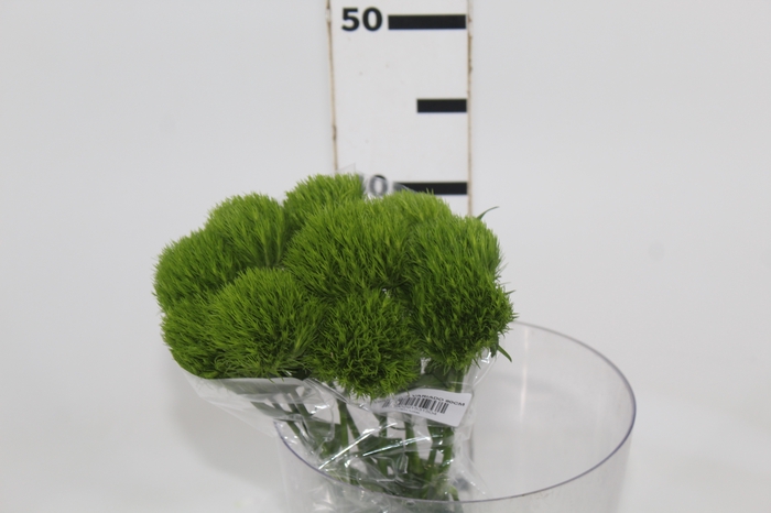 DIANTHUS GREEN BALL 040 CM