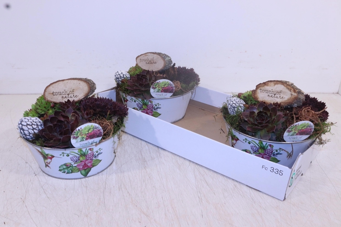 <h4>ARR SEMPERVIVUM</h4>