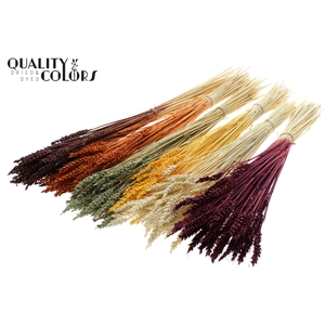 Triticum per bunch Bleached Pumpkin Mix