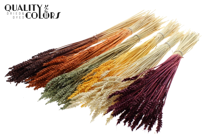 Triticum per bunch Bleached Pumpkin Mix