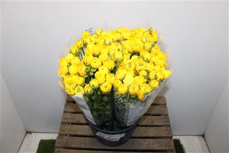 <h4>Ranunculus Elegance Yellow</h4>