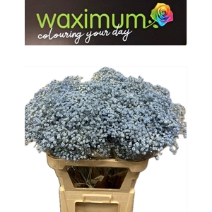 GYPS LICHT BLAUW SPRAY