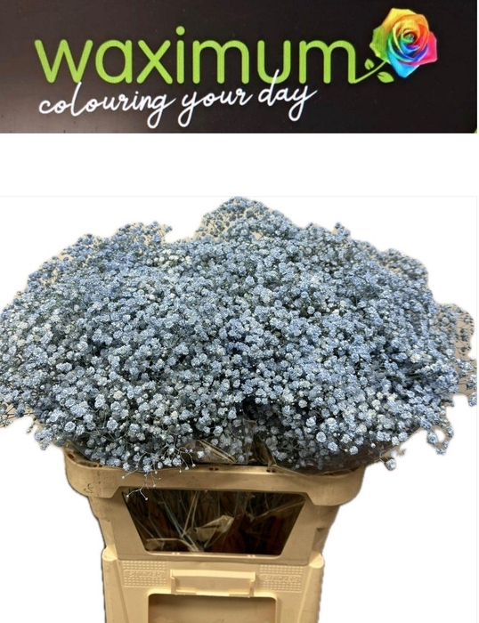 <h4>GYPS LICHT BLAUW SPRAY</h4>