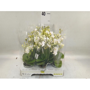 Phalaenopsis multi.   ...white