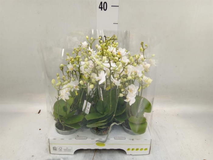 <h4>Phalaenopsis multi.   ...white</h4>